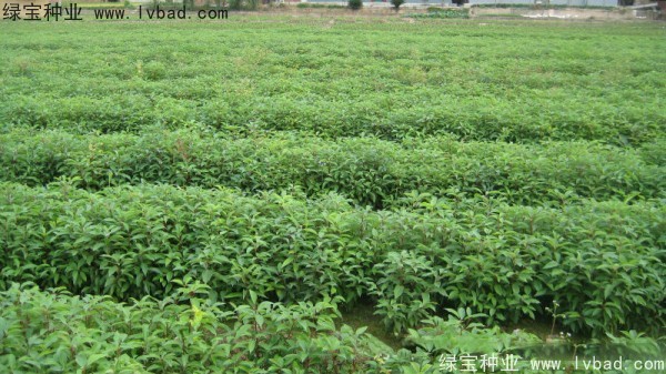 香樟樹<a href='http://www.wuzhouwash.com/' target='_blank'>種子</a>