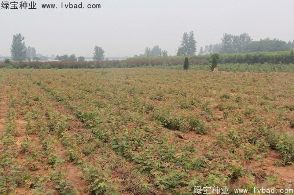 五角楓<a href='http://www.wuzhouwash.com/' target='_blank'>種子</a>