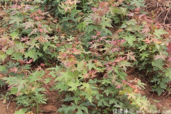<a href='http://www.wuzhouwash.com/linmuzhongzi/1781.html' target='_blank'>五角楓種子</a>