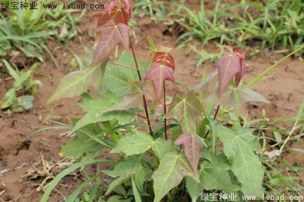 <a href='http://www.wuzhouwash.com/linmuzhongzi/1781.html' target='_blank'>五角楓種子</a>
