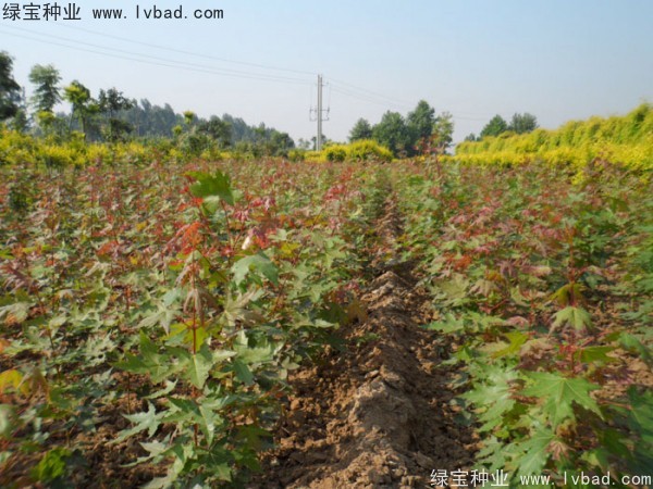五角楓<a href='http://www.wuzhouwash.com/' target='_blank'>種子</a>