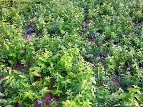 <a href='http://www.wuzhouwash.com/linmuzhongzi/1782.html' target='_blank'>金銀木種子</a>