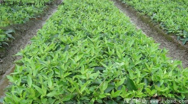 金銀木<a href='http://www.wuzhouwash.com/' target='_blank'>種子</a>