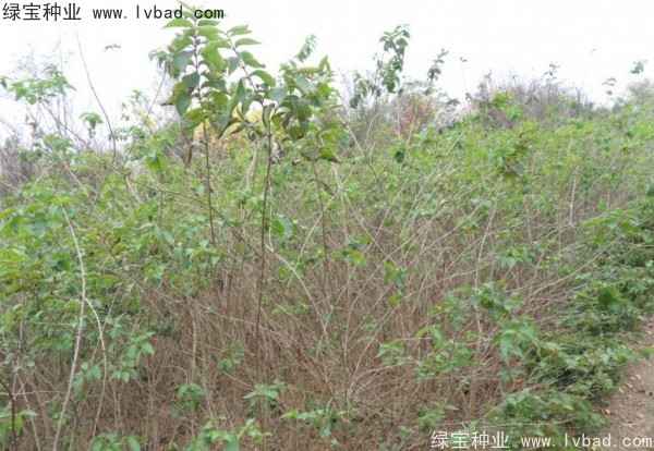 <a href='http://www.wuzhouwash.com/linmuzhongzi/1782.html' target='_blank'>金銀木種子</a>