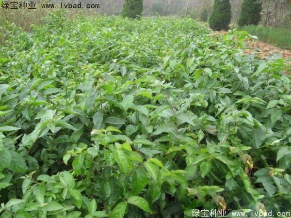 金銀木<a href='http://www.wuzhouwash.com/' target='_blank'>種子</a>