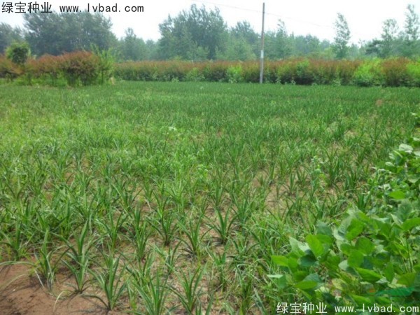 劍麻<a href='http://www.wuzhouwash.com/' target='_blank'>種子</a>