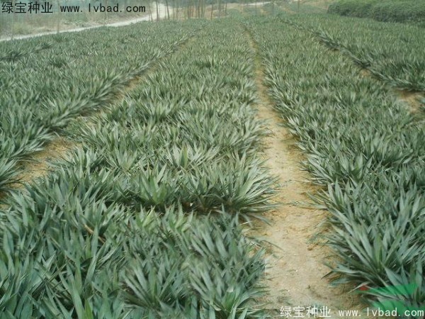 <a href='http://www.wuzhouwash.com/linmuzhongzi/1783.html' target='_blank'>劍麻種子</a>