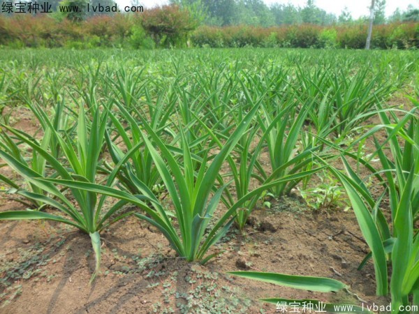 <a href='http://www.wuzhouwash.com/linmuzhongzi/1783.html' target='_blank'>劍麻種子</a>