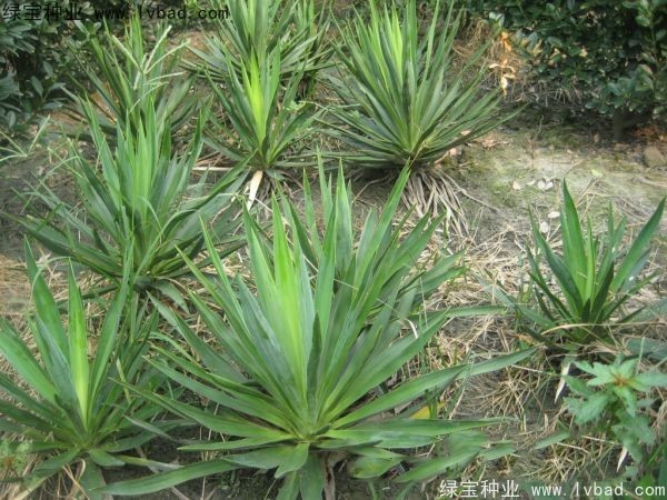 劍麻<a href='http://www.wuzhouwash.com/' target='_blank'>種子</a>