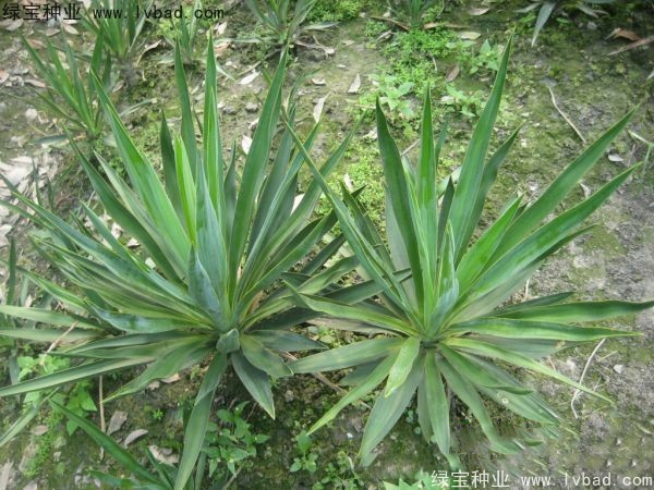 劍麻<a href='http://www.wuzhouwash.com/' target='_blank'>種子</a>