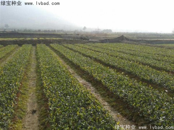 <a href='http://www.wuzhouwash.com/linmuzhongzi/1784.html' target='_blank'>紅花油茶種子</a>