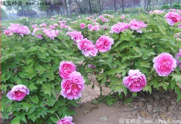 <a href='http://www.wuzhouwash.com/linmuzhongzi/1785.html' target='_blank'>牡丹種子</a>