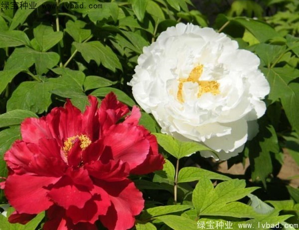 牡丹<a href='http://www.wuzhouwash.com/' target='_blank'>種子</a>