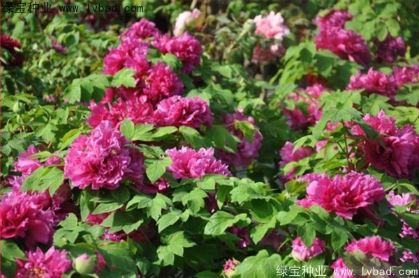 <a href='http://www.wuzhouwash.com/linmuzhongzi/1785.html' target='_blank'>牡丹種子</a>