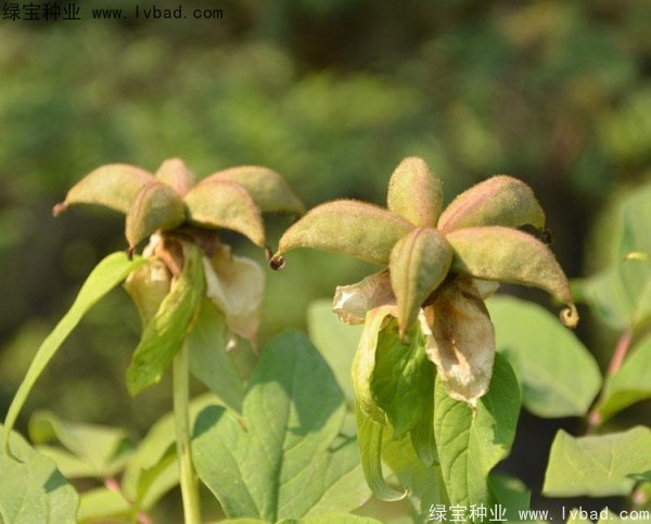 牡丹<a href='http://www.wuzhouwash.com/' target='_blank'>種子</a>