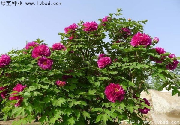 <a href='http://www.wuzhouwash.com/linmuzhongzi/1785.html' target='_blank'>牡丹種子</a>