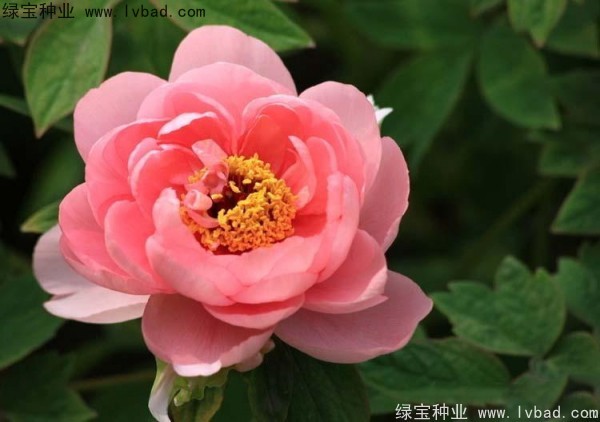 牡丹<a href='http://www.wuzhouwash.com/' target='_blank'>種子</a>