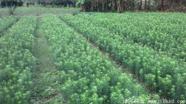 <a href='http://www.wuzhouwash.com/linmuzhongzi/1786.html' target='_blank'>羅漢松種子</a>