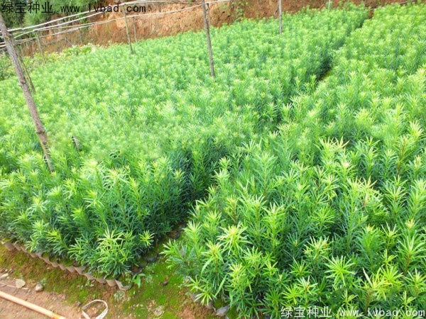 羅漢松<a href='http://www.wuzhouwash.com/' target='_blank'>種子</a>