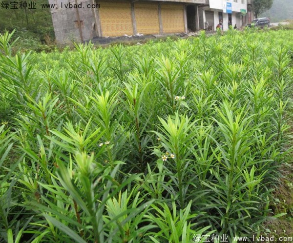 羅漢松<a href='http://www.wuzhouwash.com/' target='_blank'>種子</a>
