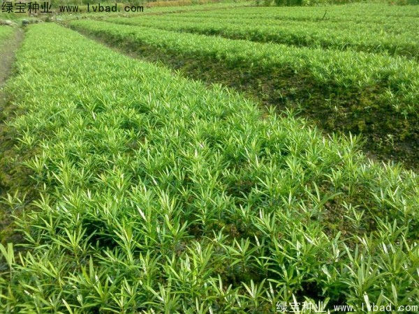 <a href='http://www.wuzhouwash.com/linmuzhongzi/1786.html' target='_blank'>羅漢松種子</a>