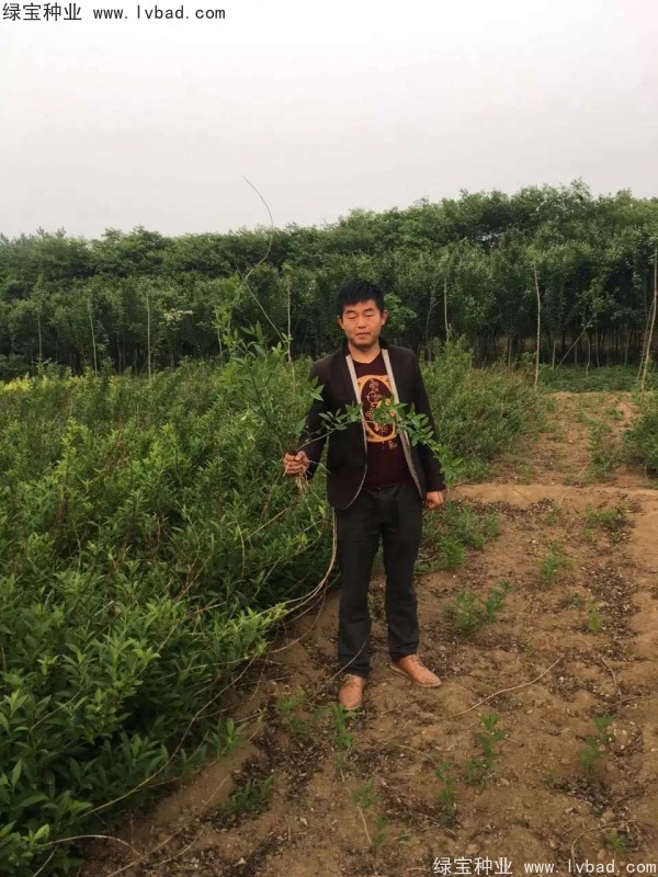 <a href='http://www.wuzhouwash.com/linmuzhongzi/1787.html' target='_blank'>連翹種子</a>