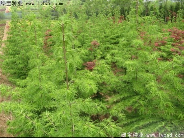 金錢松<a href='http://www.wuzhouwash.com/' target='_blank'>種子</a>