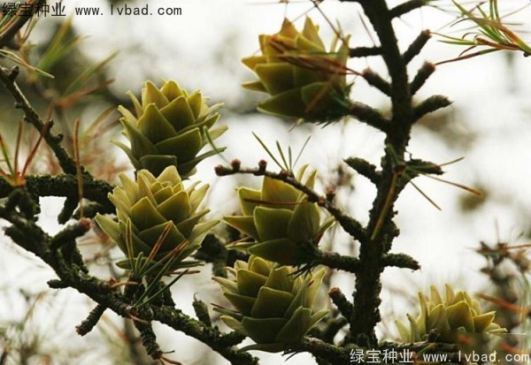 金錢松<a href='http://www.wuzhouwash.com/' target='_blank'>種子</a>