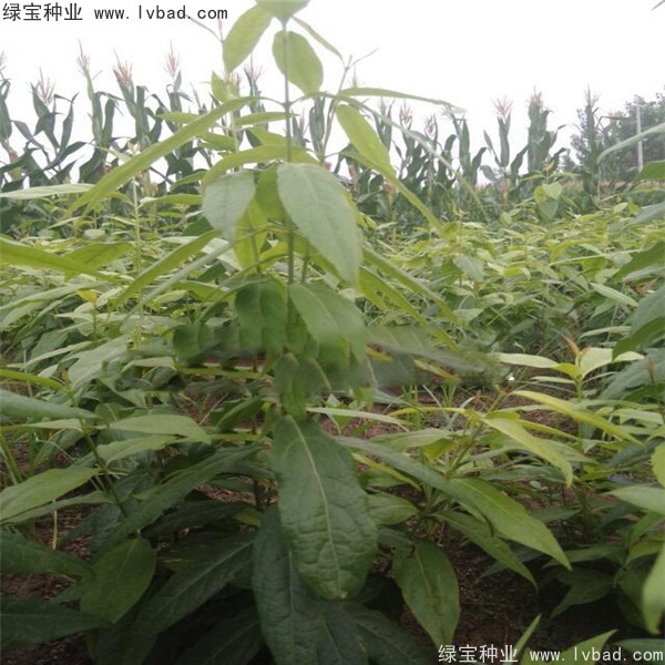 <a href='http://www.wuzhouwash.com/linmuzhongzi/1790.html' target='_blank'>臘梅種子</a>