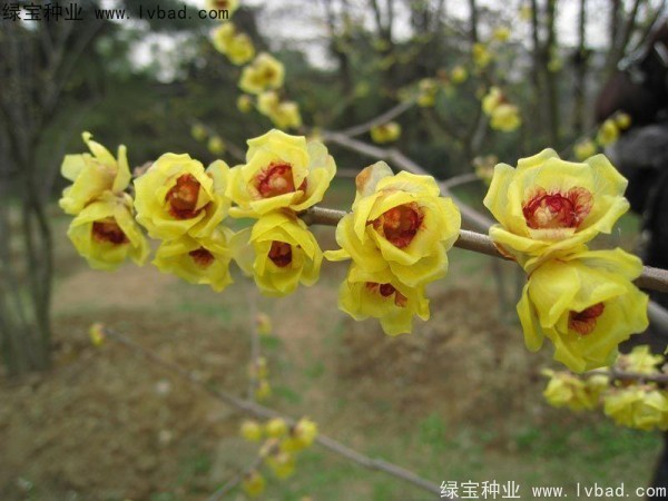 臘梅<a href='http://www.wuzhouwash.com/' target='_blank'>種子</a>