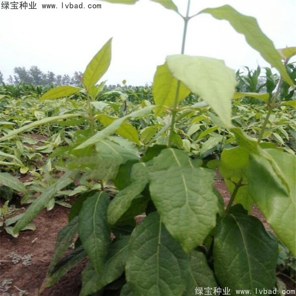 <a href='http://www.wuzhouwash.com/linmuzhongzi/1790.html' target='_blank'>臘梅種子</a>