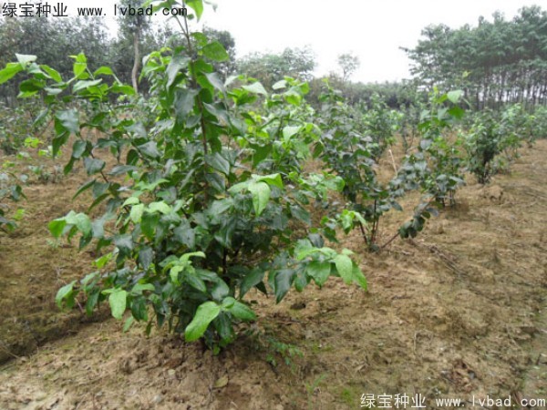 臘梅<a href='http://www.wuzhouwash.com/' target='_blank'>種子</a>