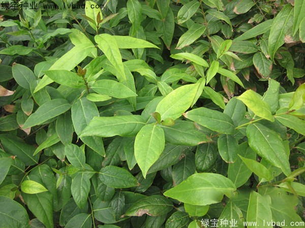 <a href='http://www.wuzhouwash.com/linmuzhongzi/1790.html' target='_blank'>臘梅種子</a>