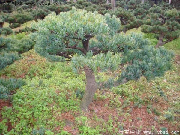 <a href='http://www.wuzhouwash.com/linmuzhongzi/1792.html' target='_blank'>大阪松種子</a>