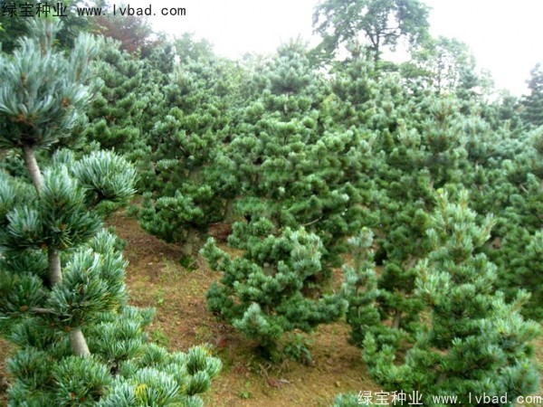 <a href='http://www.wuzhouwash.com/linmuzhongzi/1792.html' target='_blank'>大阪松種子</a>
