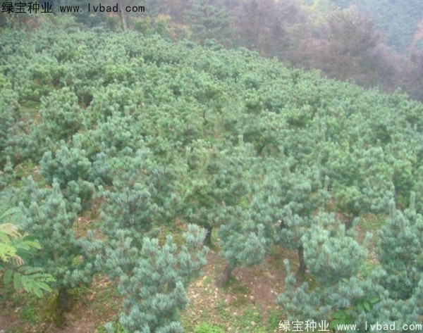 <a href='http://www.wuzhouwash.com/linmuzhongzi/1792.html' target='_blank'>大阪松</a><a href='http://www.wuzhouwash.com/' target='_blank'>種子</a>