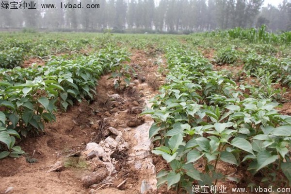 <a href='http://www.wuzhouwash.com/linmuzhongzi/1793.html' target='_blank'>重陽木</a><a href='http://www.wuzhouwash.com/' target='_blank'>種子</a>