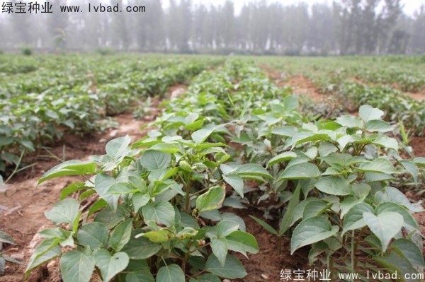 <a href='http://www.wuzhouwash.com/linmuzhongzi/1793.html' target='_blank'>重陽木種子</a>