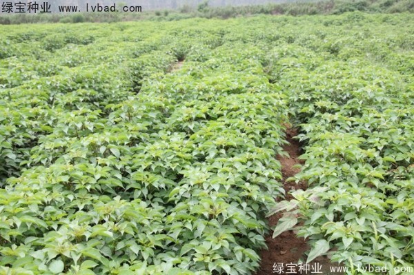 重陽木<a href='http://www.wuzhouwash.com/' target='_blank'>種子</a>