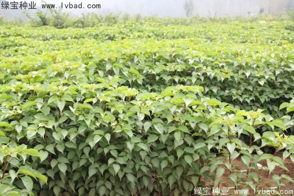 重陽木<a href='http://www.wuzhouwash.com/' target='_blank'>種子</a>