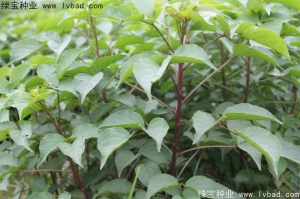 <a href='http://www.wuzhouwash.com/linmuzhongzi/1793.html' target='_blank'>重陽木種子</a>