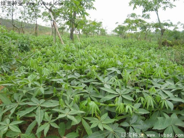 <a href='http://www.wuzhouwash.com/linmuzhongzi/1794.html' target='_blank'>發(fā)財(cái)樹(shù)種子</a>