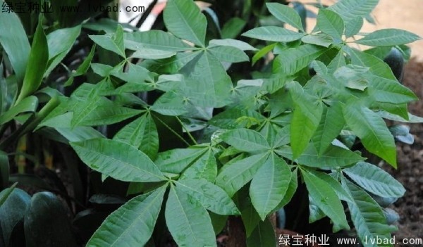 <a href='http://www.wuzhouwash.com/linmuzhongzi/1794.html' target='_blank'>發(fā)財(cái)樹(shù)種子</a>