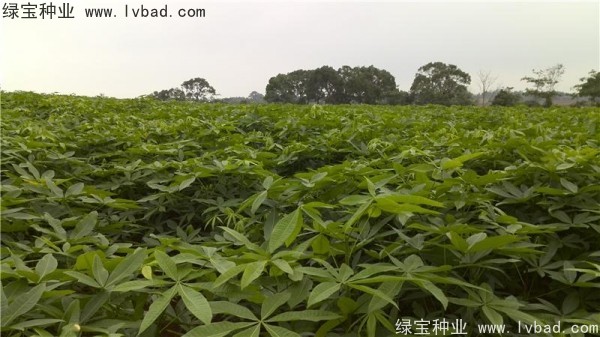 <a href='http://www.wuzhouwash.com/linmuzhongzi/1794.html' target='_blank'>發(fā)財(cái)樹(shù)</a><a href='http://www.wuzhouwash.com/' target='_blank'>種子</a>