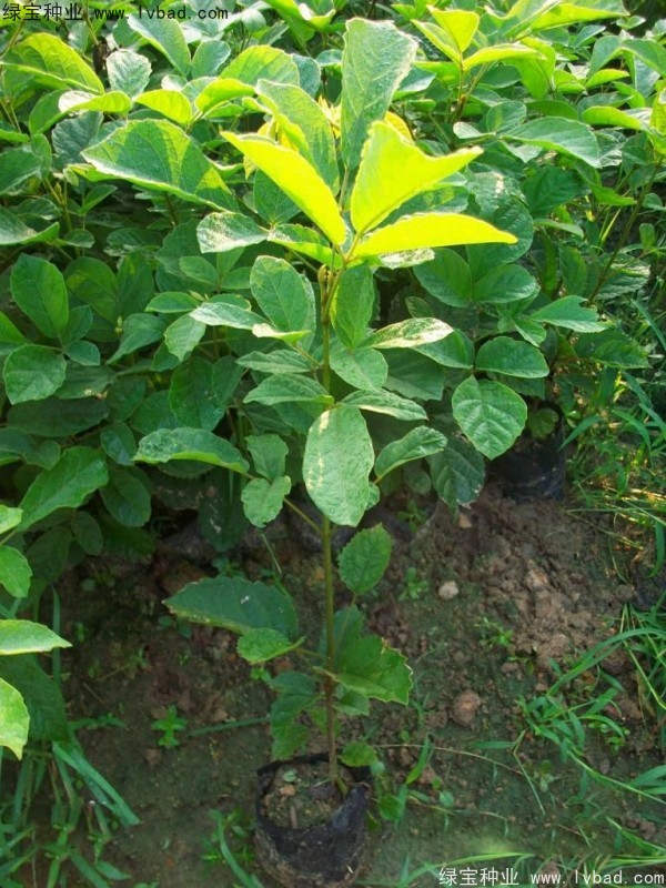 黃花風(fēng)鈴木種子