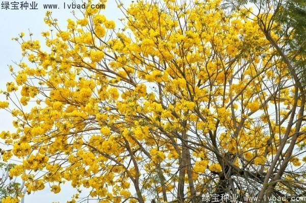 <a href='http://www.wuzhouwash.com/linmuzhongzi/1795.html' target='_blank'>黃花風(fēng)鈴木</a><a href='http://www.wuzhouwash.com/' target='_blank'>種子</a>