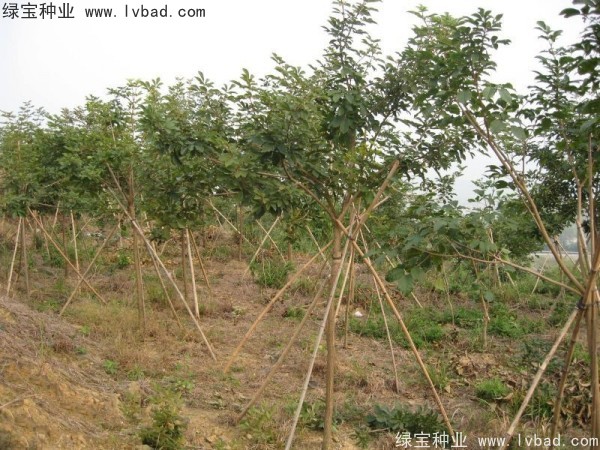 <a href='http://www.wuzhouwash.com/linmuzhongzi/1795.html' target='_blank'>黃花風(fēng)鈴木種子</a>