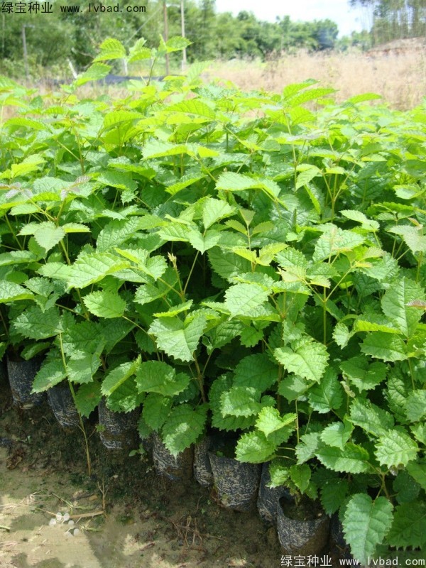 <a href='http://www.wuzhouwash.com/linmuzhongzi/1795.html' target='_blank'>黃花風(fēng)鈴木種子</a>