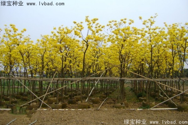 <a href='http://www.wuzhouwash.com/linmuzhongzi/1795.html' target='_blank'>黃花風(fēng)鈴木種子</a>