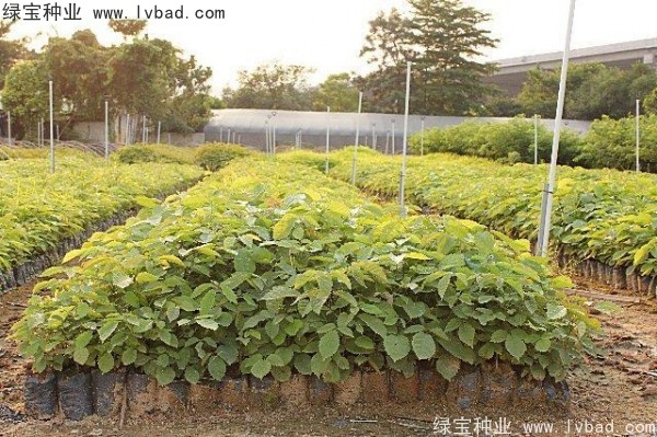 <a href='http://www.wuzhouwash.com/linmuzhongzi/1795.html' target='_blank'>黃花風(fēng)鈴木</a><a href='http://www.wuzhouwash.com/' target='_blank'>種子</a>
